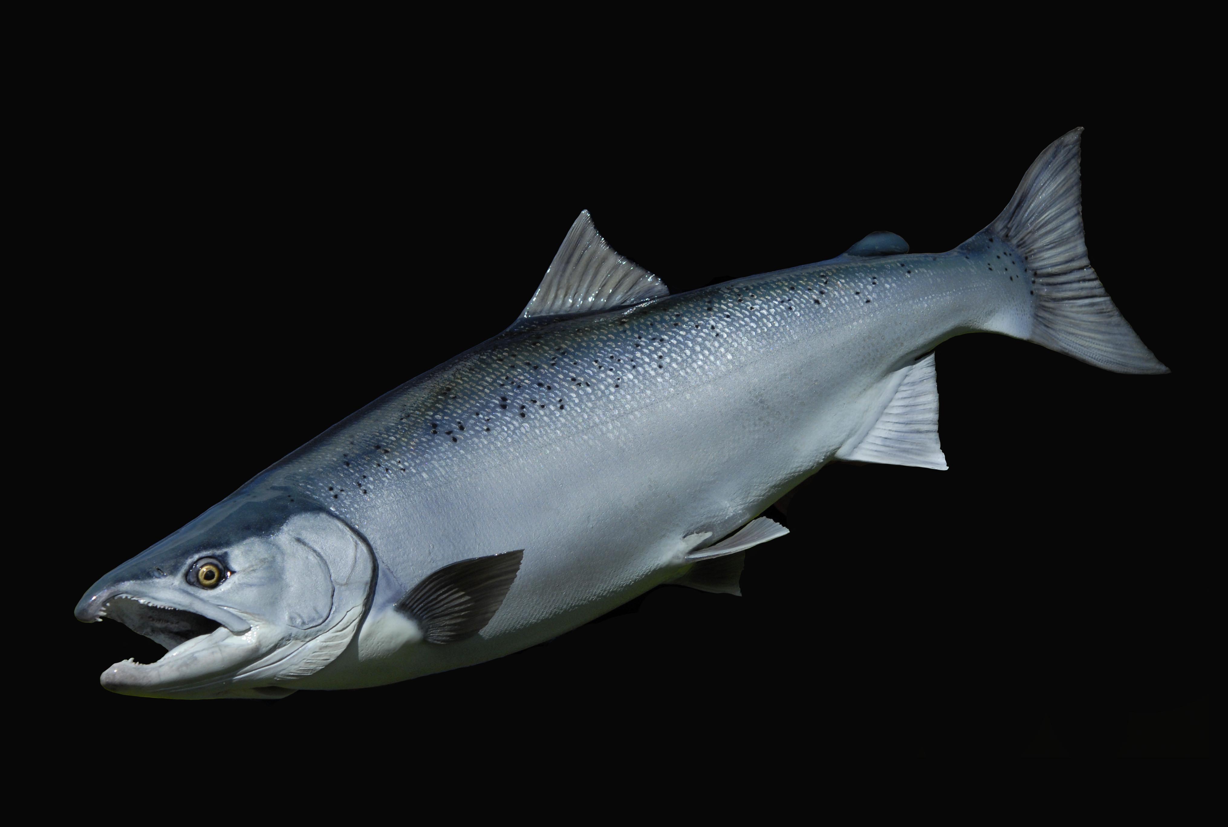 Coho Salmon (Silver)